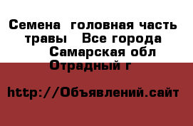 Семена (головная часть))) травы - Все города  »    . Самарская обл.,Отрадный г.